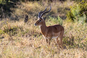 Impala Makgadikgadi