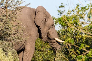 Eléphant Makgadikgadi