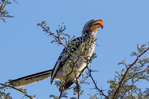 Southern Yellow-billed Hornbill (calao leucomèle) Makgadikgadi