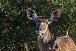 Grand koudou Makgadikgadi