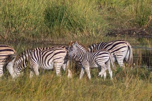 Zèbre Makgadikgadi