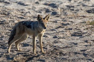 Chacal à chabraque Makgadikgadi