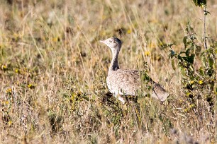 Nothern Black Korhaan (Outarde à miroir blanc) Nxai