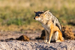 Chacal à chabraque Nxai