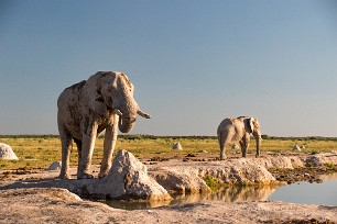 Eléphant Nxai