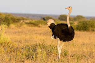 Ostrich (Autruche) Nxai