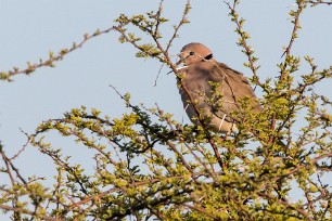 Cape turtle dove (Tourterelle du Cap) Nxai