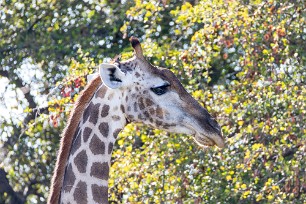 Girafe Nxai