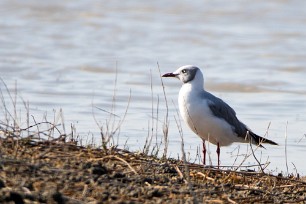 Grey-headed Gull (Mouette à tête grise) Nata