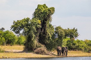 Eléphant Chobe River