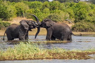 Eléphant Chobe River