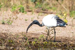 African sacred Ibis (Ibis sacré) Chobe River