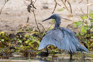 Black heron (Aigrette ardoisée) Chobe River