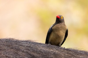 Red-billed Oxpecker (Piqueboeuf à bec rouge) Chobe River