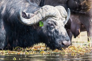 Buffkle Chobe River