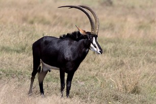 Hippotrague noir Chobe National Park