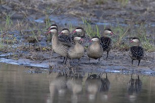 Red-billed Teal (Canard à bec rouge) Chobe National Park