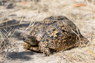 Tortue léopard Chobe National Park