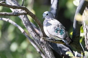 Emerald-spotted Wood Dove (Tourterelle émeraudine) Chobe National Park