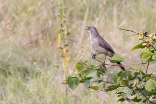 Hartlaub's Babbler (Cratérope de Hartlaub) Chobe National Park