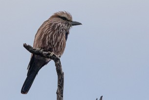 Purple Roller (Rollier varié) Chobe National Park