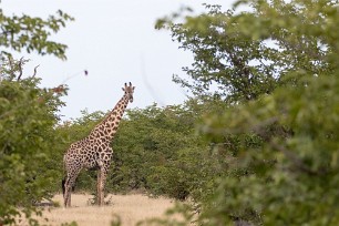 Girafe Chobe National Park