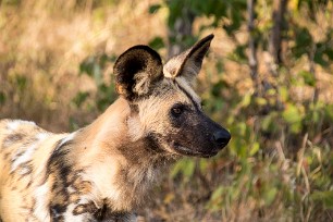 Lycaon Chobe National Park