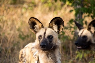 Lycaon Chobe National Park