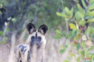 Lycaon Chobe National Park