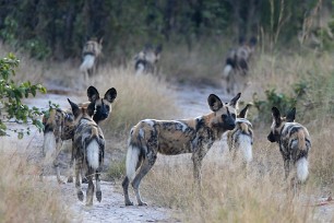 Lycaon Chobe National Park