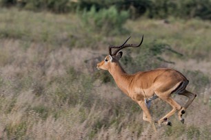 Impala Savuti_Marsh