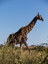 Girafe Savuti_Marsh