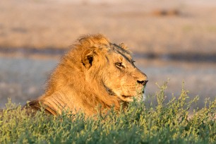 Lion Savuti_Marsh