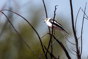 White-crested Helmet-Shrike (Bagadais masqué) Kwaï