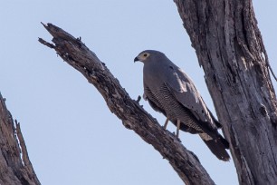 African Harrier Hawk (Serpentaire gymnogène) Kwaï