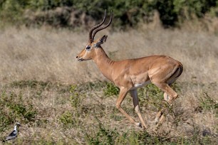 Impala Kwaï