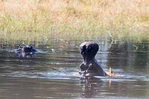 Hippopotame Chief Island