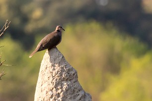 Cape Turtle Dove (Tourterelle du Cap) Chief Island