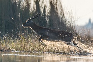 Cobe lechwe Chief Island