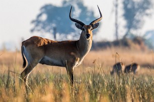 Cobe lechwe Chief Island