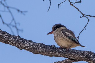 Striped Kingfisher (Martin-chasseur strié) Chief Island