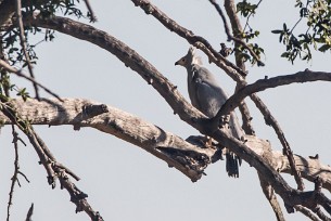 African Harrier-Hawk ( Serpentaire gymnogène) Chief Island