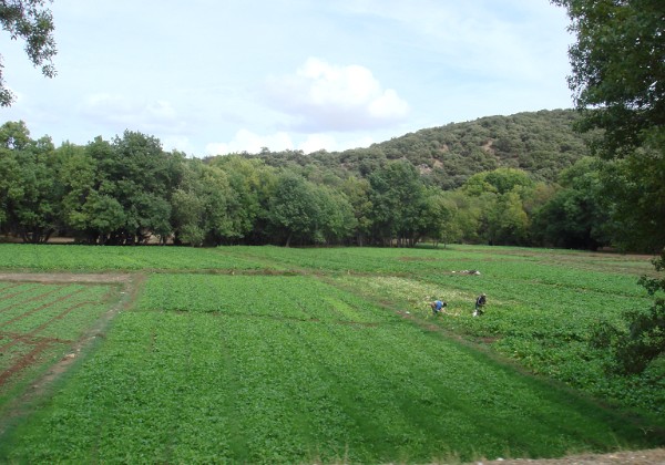 Ifrane-Azrou