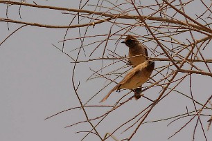 bulbul_des_jardins_15