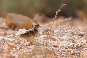 cochevis_huppe_09