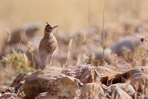 cochevis_huppe_11