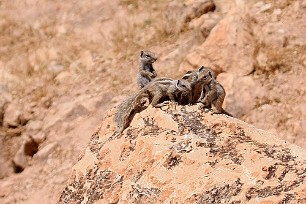 Ecureuils de barbarie Maroc