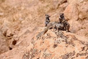 Ecureuils de barbarie Maroc