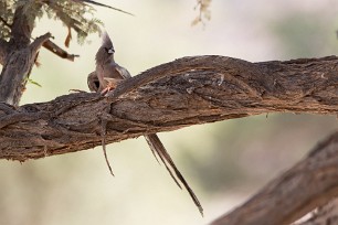 white backed mousebird (Coliou à dos blanc) white backed mousebird (Coliou à dos blanc)