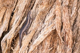 Lézard Sossusvlei, Namibie